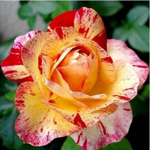 E-commerce, vendita, rose, in, vaso rose floribunde - giallo - rosso - Rosa Camille Pissarro™ - rosa dal profumo discreto - Georges Delbard - ,-